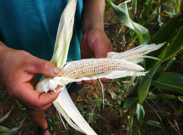 38 counties in Guizhou faced with serious drought