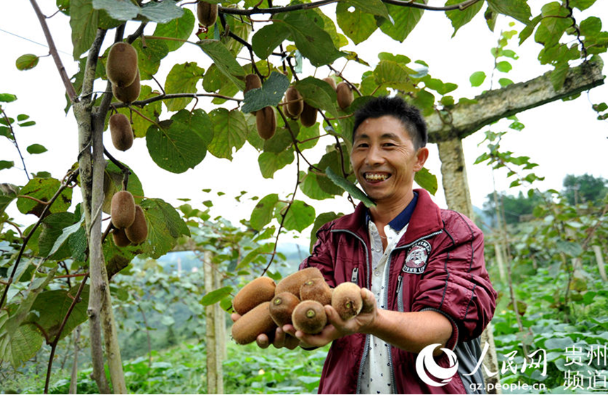 Kiwifruit sweetens up life