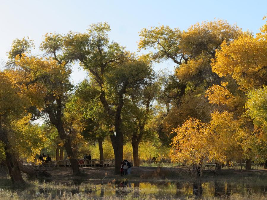 Scenery of desert poplar forest in Inner Mongolia