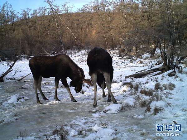 Photos of wild moose herd captured in Inner Mongolia – first time in China