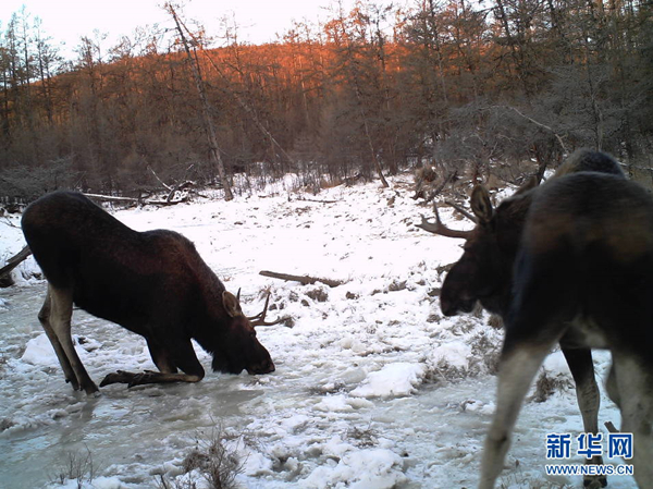 Photos of wild moose herd captured in Inner Mongolia – first time in China