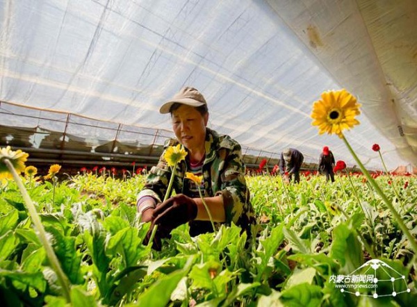 Gerbera jamesonii in demand for Tomb Sweeping Day