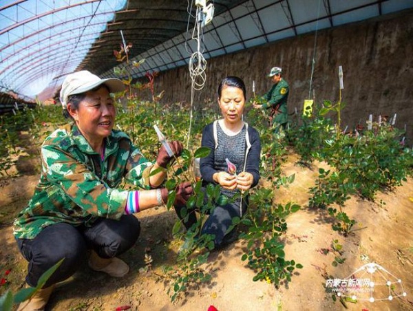 Gerbera jamesonii in demand for Tomb Sweeping Day