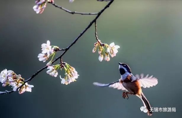 Paradise for birds in Wuxi wetland park