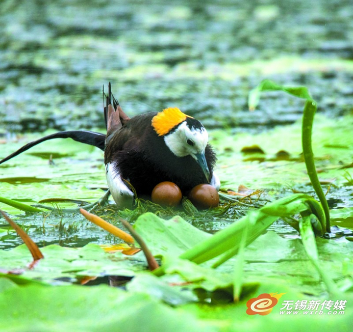 In photos: nesting of pheasant-tailed jacanas documented in Wuxi