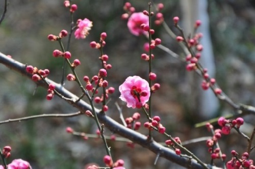 Plum blossoms beautify Xiangshan Mountain in Zhangjiagang