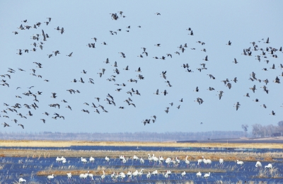 Birds migrate through NE China's wetlands