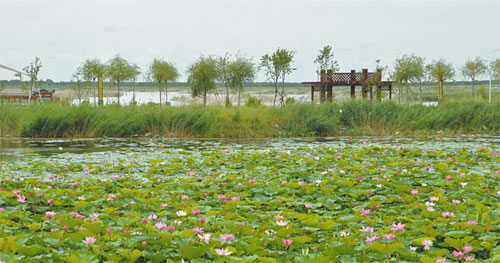 Bringing Jilin's wetlands back to life