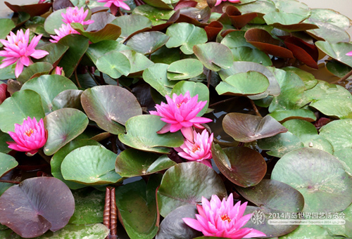 Lotus blooms at Qingdao expo