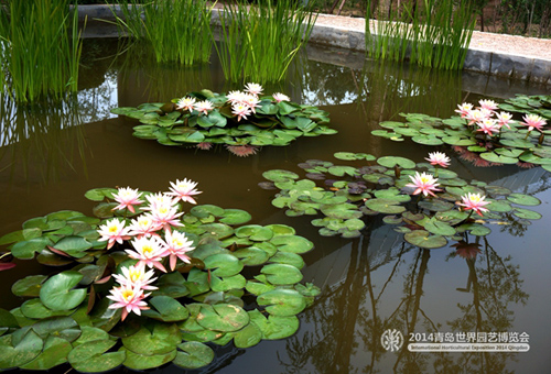 Lotus blooms at Qingdao expo