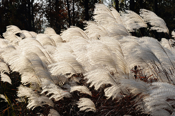 Early winter scenery of Qingdao’s reed flower fields