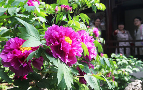 Peony flowers in full blossom