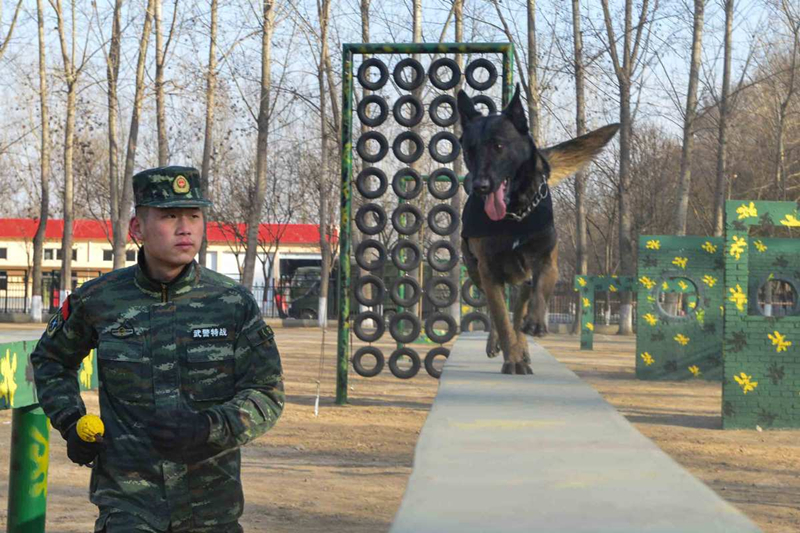 Police dog trained to help operations