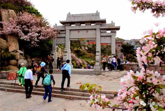 Sea of flowers on Mount Tai