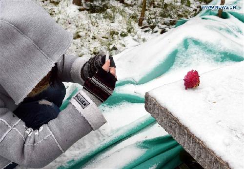 Visitors take photos of camellias in snow, SW China