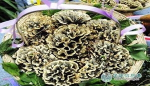 Yunnan's magical mushrooms