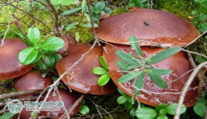 Yunnan's magical mushrooms