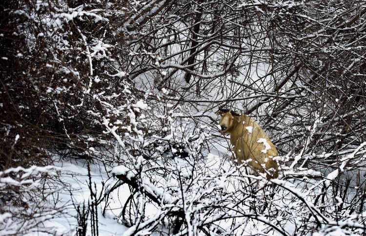 Animals as art in the Qinling Mountains