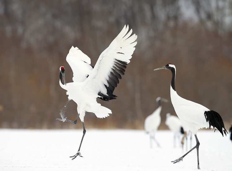 Taking flight with birds for 22 years