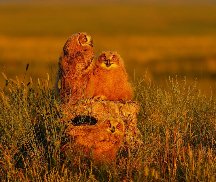 Taking flight with birds for 22 years