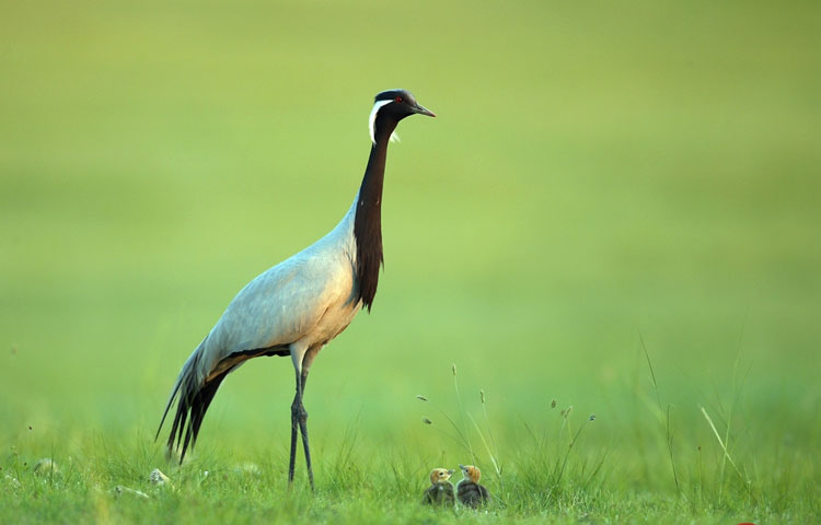 Taking flight with birds for 22 years