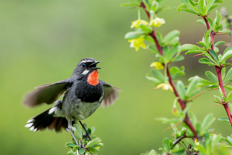 Joy and sorrow of shooting in the wild