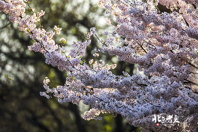 Four seasons in Beijing's parks