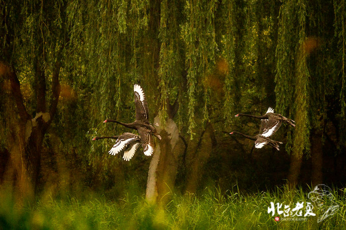 Four seasons in Beijing's parks