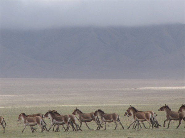 Dedicated rangers preserve Altun mountain for wildlife