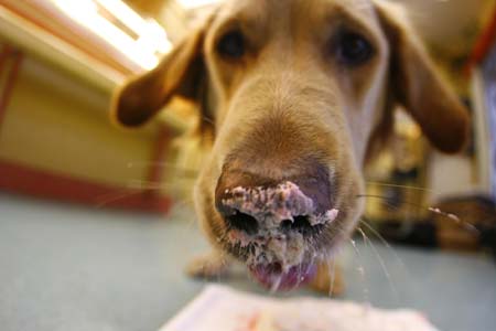 Labrador Ronja enjoys its birthday fancy cake in her owner's dogs-only bakery in the western German city of Wiesbaden January 8, 2007. 'Dog's Goodies' shop owner Janine Saraniti-Lagerin, a former florist, sells her self-baked dog biscuits and fancy cakes to clients from many countries. 