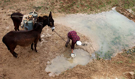 A Chinese farmer collects water with the help of donkeys at a partially dried-up pond in Huan County, Southwest China's Gansu Province, May 22, 2007. The Huan County suffered drought since September 2004 and there has been no effective rainfall for the past 32 months, Xinhua said.[Xinhua]