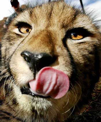 King Cheetah cub in Canberra zoo