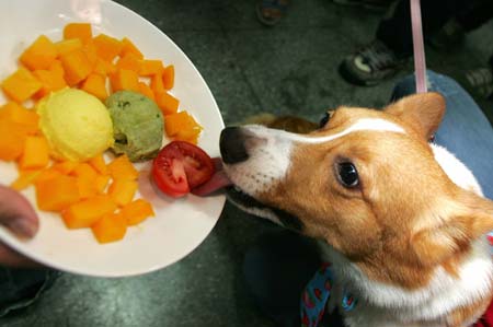 Novelty shops for pets in Taipei