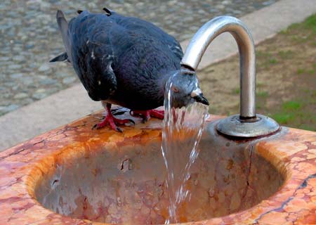 A pigeon cools itself