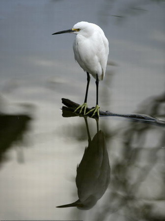 Snowy egret perches on alligator