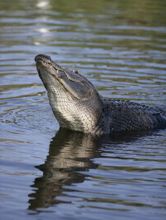 Snowy egret perches on alligator