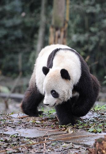 US-born panda Taishan meets public in Sichuan