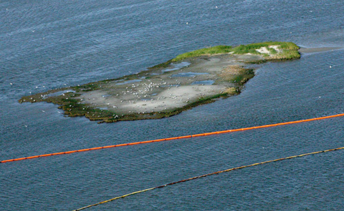 US oil spill threatens wildlife