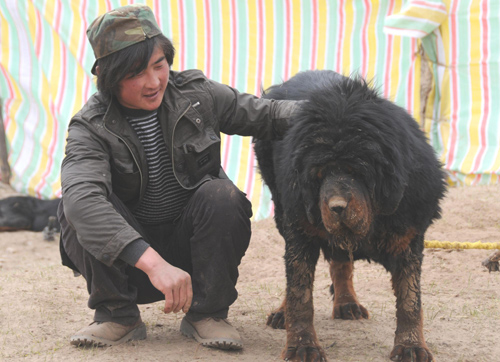 Tibetan mastiff industry hit hard in Yushu