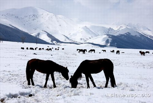 Early summer snowscape in Xinjiang