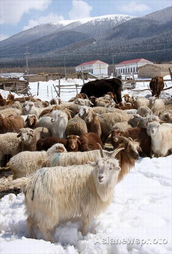 Early summer snowscape in Xinjiang