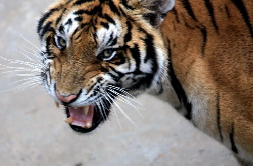 Manchurian tigers cool off in water