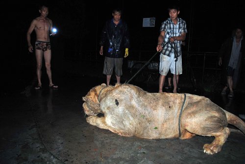 Zoo lion relocated before the flood