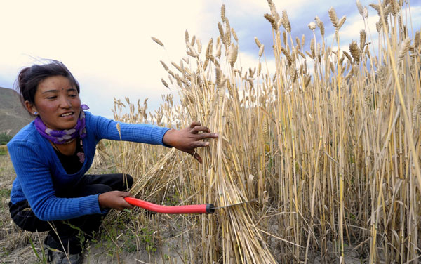 Tibet embraces harvest season