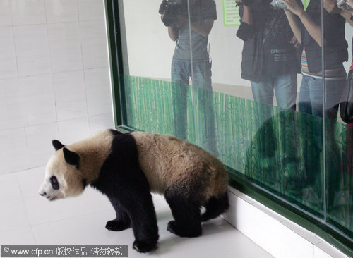 Giant pandas fly off to new life