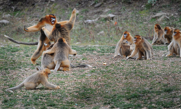 Golden monkeys in forest get help from government