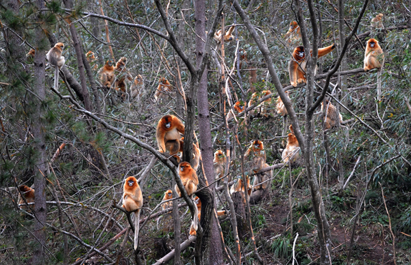 Golden monkeys in forest get help from government