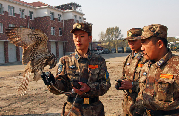 Falcons in bird-repelling competition