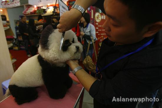 Pet dog show in Hubei province