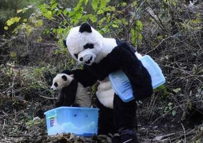 Researchers dress up to save pandas